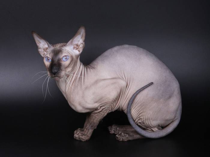 Рассмотрите фотографию кошки породы петерболд